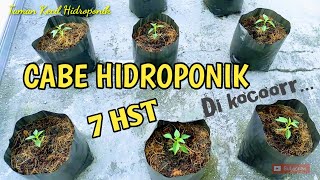 CABE RAWIT HIDROPONIK SISTEM KOCOR Part 2  7 HST TUMBUH DENGAN BAIK  TAMAN KECIL HIDROPONIK [upl. by Sheehan]