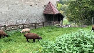 Chaewon’s Fribourg Vlog 3 hours Fribourg walking tour with Nadine [upl. by Persis723]