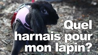 Quel harnais pour mon lapin [upl. by Anidal79]