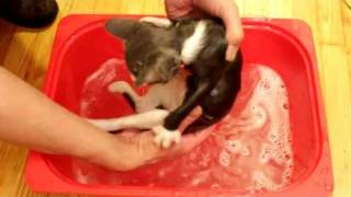 Kitten gets her flea bath  She is not happy about it [upl. by Eceirehs]