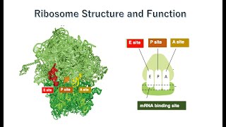 Ribosome Structure and Function [upl. by Eisak69]