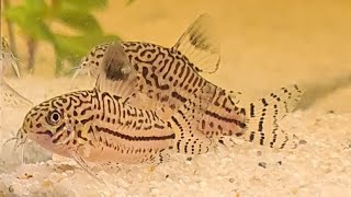 2 Corydoras Julii breeding laying eggs amp harvest [upl. by Ahsiemaj]