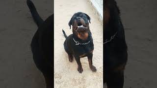 Cute Rottweiler Puppy \ rottweiler rottweilerpuppy rottweilerpuppies [upl. by Ianaj]