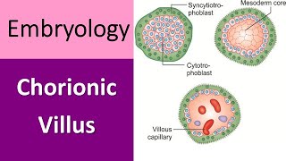 Chorionic Villus Explained A Quick Recap in Embryology [upl. by Dupaix199]