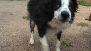 Border Collies Amazing Dogs Play in Water Sheepdog Cute Puppy splashing wet DVD Movie Trailer [upl. by Philippine]