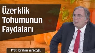 Üzerklik Tohumunun Faydaları  Prof İbrahim Saraçoğlu [upl. by Akenal305]