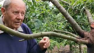 Chain saw surgery  treating bacterial canker on a damson tree [upl. by Naelopan727]