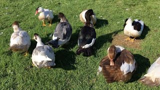 Muscovy Ducklings growth  78 to 84 days old [upl. by Girardi]