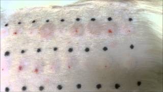 Intradermal Skin Testing at Dermvet Skin amp Ear Clinic Leicester [upl. by Aehsan]