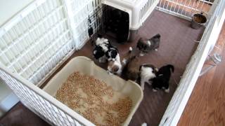 LillyBits  Puppies Graduate to Intermediate Litter Box Training [upl. by Eppes]