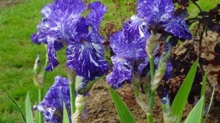 Les Iris du Grand Barbu  Chabeuil Drôme France [upl. by Atnahc]