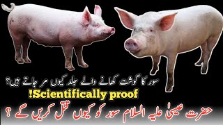 Khinzeer ka goasht q Haram hai Why pigs are not allowed in Islam [upl. by Patrizia]