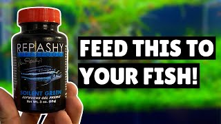 Repashy Soilent Green  Why you should feed this to your fish [upl. by Nyrahs]