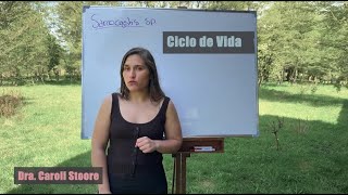 Ciclo de vida de Sarcocystis spp [upl. by Okikuy]