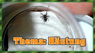 Phidippus regius  Springspinne  Wichtigste Fragen zur Häutung und dazu noch füttern [upl. by Abil]