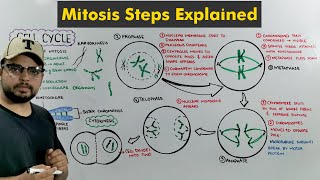 Cell Cycle Mitosis in Detail [upl. by Anderea]