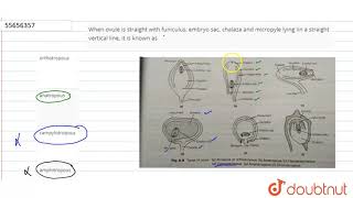 When ovule is straight with funiculus embryo sac chalaza and micropyle lying iin a [upl. by Winshell]