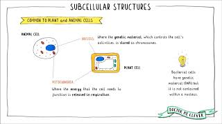 SUBCELLULAR STRUCTURES AQA 91 GCSE Biology Topic 1 Cell Biology [upl. by Durning]