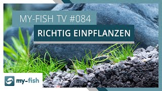 Tipps zum Einpflanzen deiner Aquariumpflanzen  myfish TV 84 [upl. by Adiuqal]