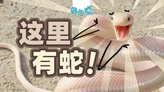 被五步蛇咬了还能走几步？被毒蛇咬后如何保命？ How to save your life after being bitten by a poisonous snake [upl. by Rettuc649]