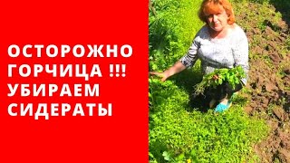 Осторожно ГОРЧИЦА Убираем сидераты срочно Почему [upl. by Chapin]