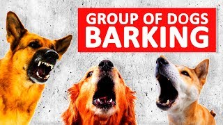 Group of Dogs Barking Sounds to Make your Dog Bark HD [upl. by Kcinimod605]