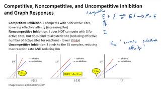 Competitive Noncompetitive and Uncompetitive Inhibition and Graph Responses [upl. by Aicekat]