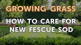 How to Care for New Fescue Sod [upl. by Kluge602]