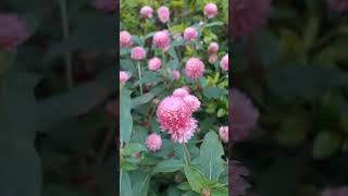 Gomphrena globosa Gomphrenaglobosa globeamaranth gomphrena gomphrenaflower meghalayaindia [upl. by Arvo]