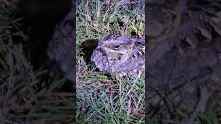 Nightjar Indian nightjar birds birdlovers birdvideos bird birdwatching nightbird nightbird [upl. by Klemperer865]