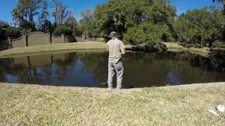 Sightfishing Exotic Koi and Carp GoPro Hero 3 [upl. by Nyasuh125]