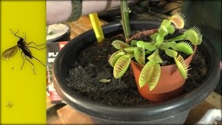 How to Kill amp get rid of Fungus Gnats 4 Top Tips [upl. by Lovato551]