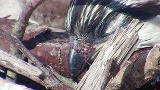 Chick Aggression in Ospreys [upl. by Ainahpets]