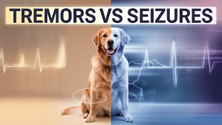 Tremors in Dogs What You Need to Know [upl. by Llerrud]