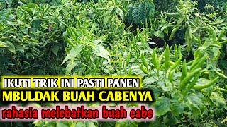 Cara saya dapatkan 3 ton dari 1000 pohon tanam cabe gini caranya cara tanam cabe agar berbuah lebat [upl. by Fanning]