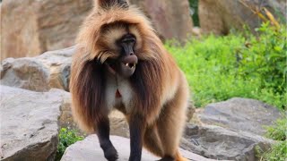 Gelada Baboon  Animal Histrology [upl. by Eidolem517]