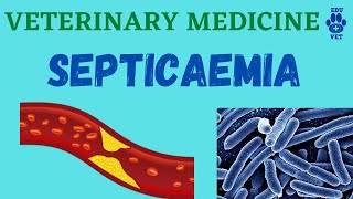 3VMDSepticaemia amp Bacteremia [upl. by Franciscka]