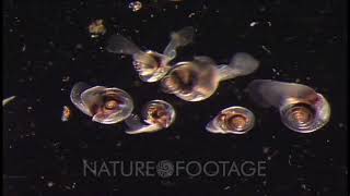 Limacina Helicina Sea Butterfly Sampled In Gulf Of Alaska Close Up Beating Heart [upl. by Flanna]