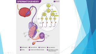 Gametogeneza [upl. by Riti]