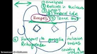 EASY WAYS TO REMEMBER DNA VIRUSES [upl. by Ettenoj]