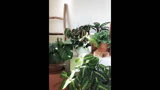 prayer plants time lapse  Maranta  Calathea  shorts [upl. by Talbott662]