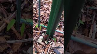 Growth Journey  Day 53  Spurred Butterfly Pea [upl. by Eppilihp57]