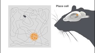 Explaining the Brain’s Inner MapMaker [upl. by Ponzo9]