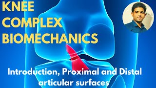 Knee Complex Biomechanics  IntroductionProximal amp Distal articular surfaces [upl. by Sabian127]