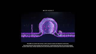 MicroRNA exocytosis by large densecore vesicle fusion  By MEDIAQBIT shorts [upl. by Dodi]