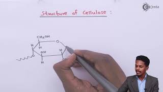 Structure of Cellulose  Biomolecules  Chemistry Class 12 [upl. by Sixla]