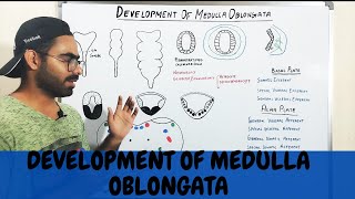 DEVELOPMENT OF MEDULLA OBLONGATA MYELENCEPHALON  CNS EMBRYOLOGY URDUHINDI [upl. by Anerres]