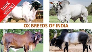 Ox Breeds of India 🐂 🇮🇳  Livestock  Indian Animals [upl. by Savinirs305]