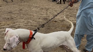 Kohat dog market 07072024 [upl. by Therron]