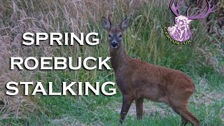 SPRING ROEBUCK STALKING [upl. by Daphna578]